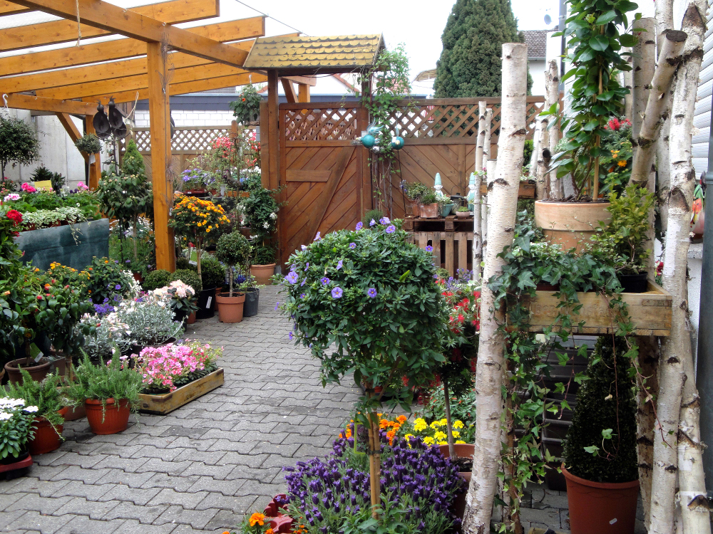 Gartenpflanzen | Blumen Ballenberger das Floristikfachgeschäft in Kronberg